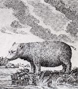 hippopotamus,flodhasten eller sjokon,som den ocksa kallades unknow artist